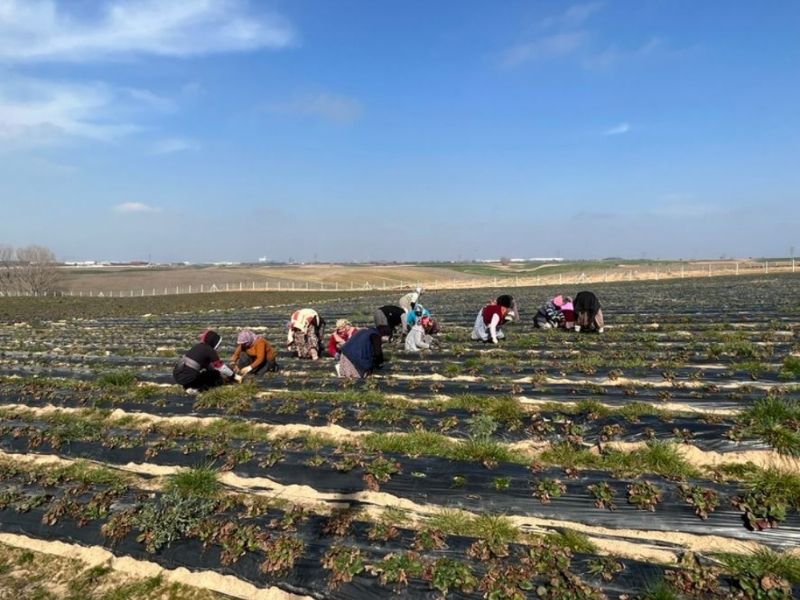 Ergene Belediyesi ilek Tarlalarn Yeni Sezona Hazrlyor