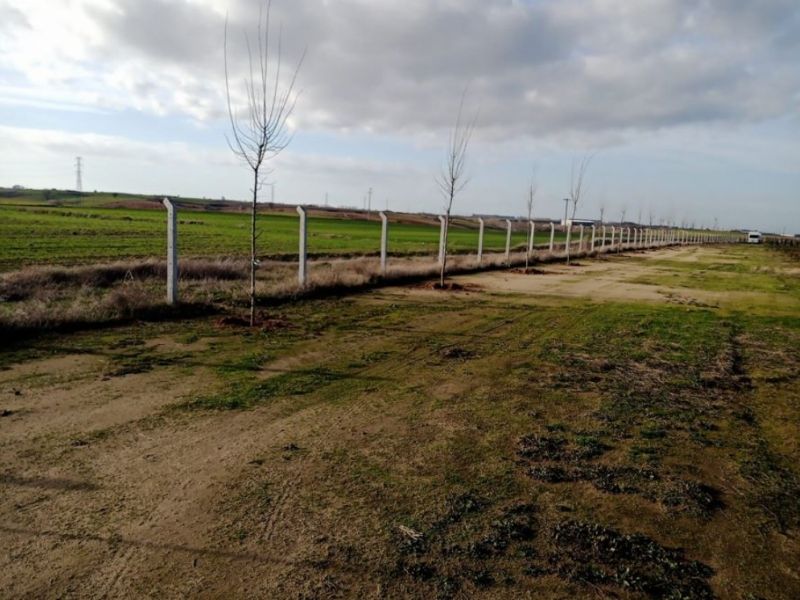 Ergene Belediyesi Çilek Tarlalarının Etrafına 200 Adet Ihlamur Ağacı Dikti