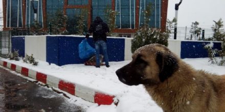Belediyemiz Can Dostlarnn Yannda
