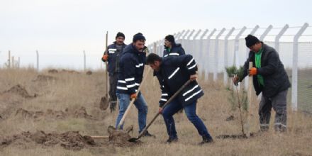 Daha Yeil Bir Ergene in 1000 Adet Aa Dikildi