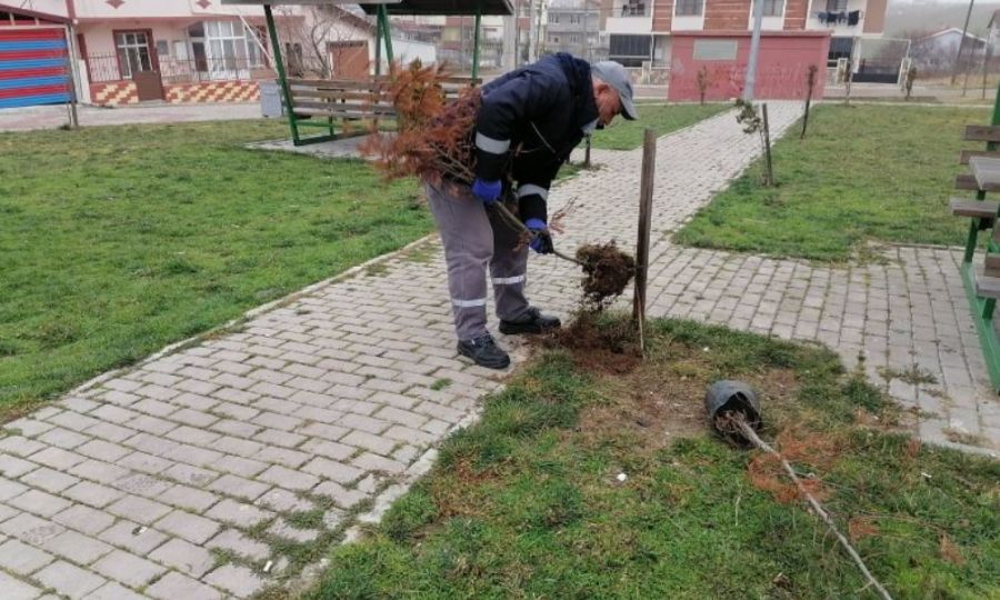 Ergene Belediyesi Hem Aalara Bakm Yapyor Hem Yeni Aa Dikiyor