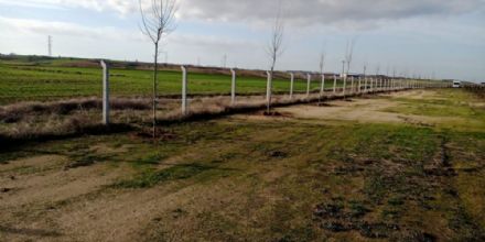 Ergene Belediyesi ilek Tarlalarnn Etrafna 200 Adet Ihlamur Aac Dikti