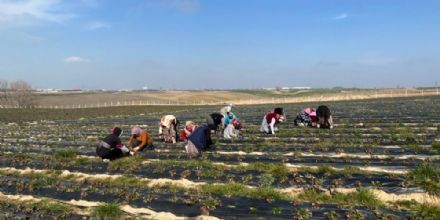 Ergene Belediyesi ilek Tarlalarn Yeni Sezona Hazrlyor