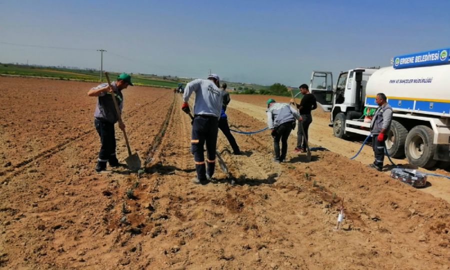 Ergene Lavanta Bahçeleriyle Süslenecek