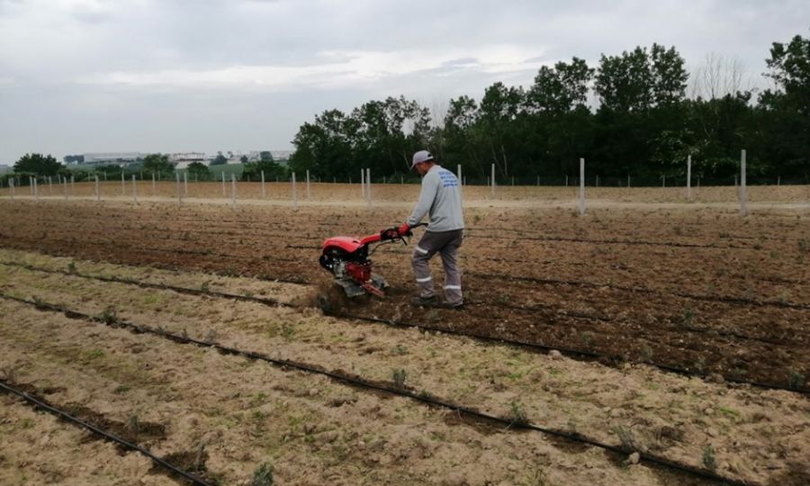 Lavanta Bahçelerine Çapalama Yapıldı