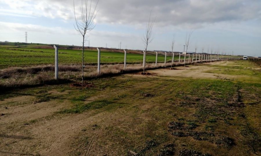 Ergene Belediyesi ilek Tarlalarnn Etrafna 200 Adet Ihlamur Aac Dikti