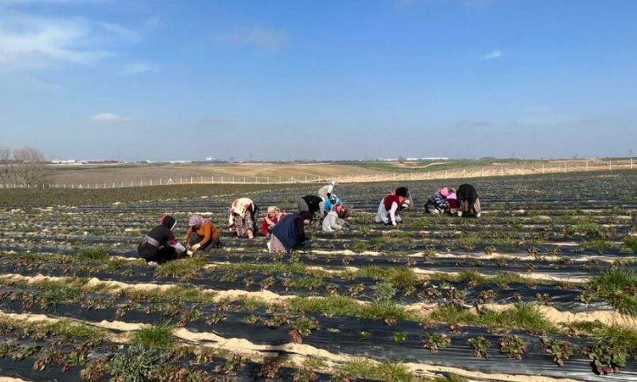 Ergene Belediyesi ilek Tarlalarn Yeni Sezona Hazrlyor