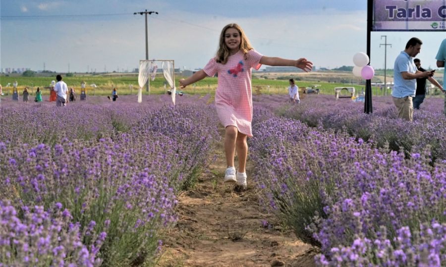 Ergene Belediyesi Lavanta Tarlas 24 Temmuza kadar ziyarete ak