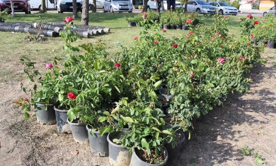Ergene�de Peyzaj �al��malar� Devam Ediyor