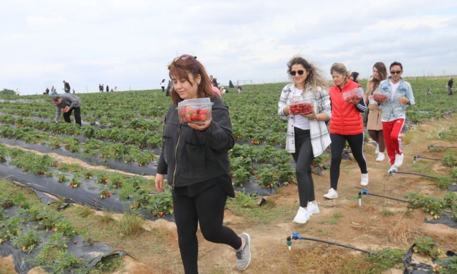 Ergene Belediyesi ilek Tarlalarna Youn lgi