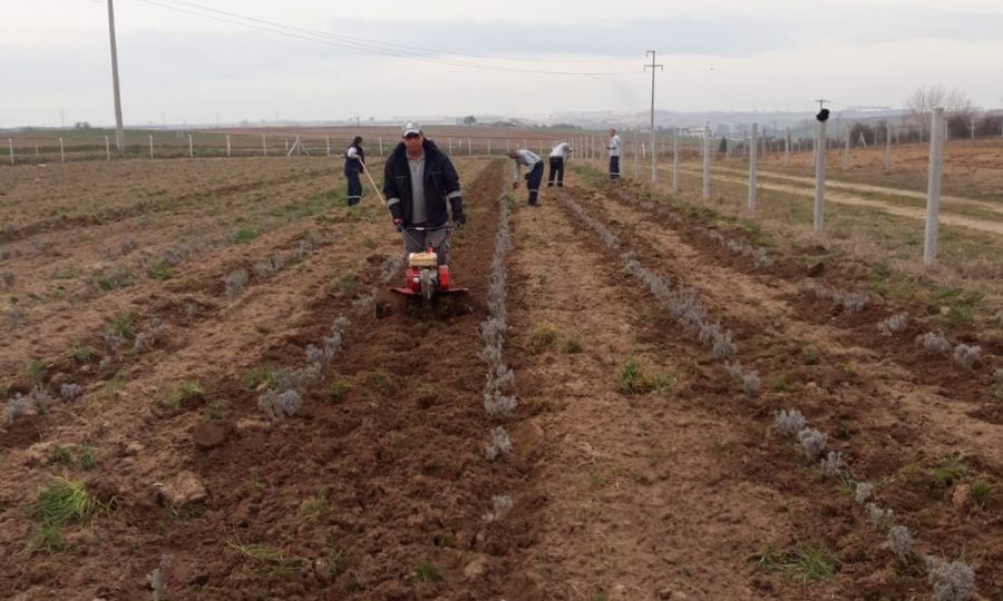 Ergene Belediyesi Lavanta Bahelerine apalama Yapld