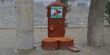 Ergene Belediyesi Sokak Hayvanlarn Unutmad