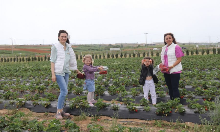 Ergene Belediyesi �ilek Tarlalar� Hizmete A��ld�