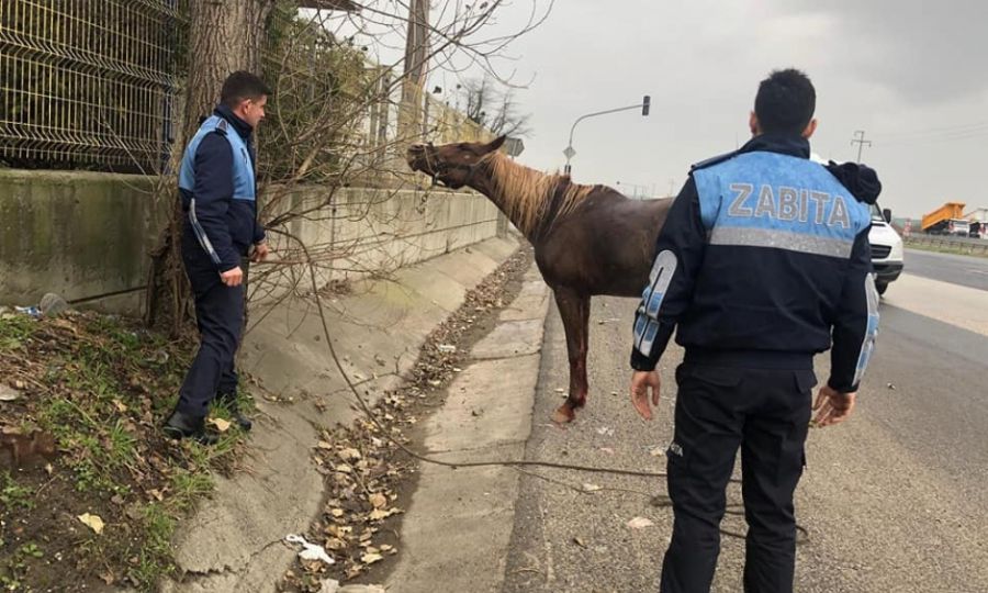 Belediye Yaralı Atı Tedavi Etti